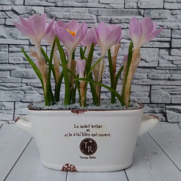crocus