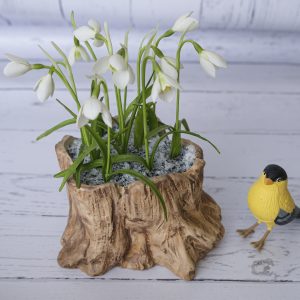 snowdrop