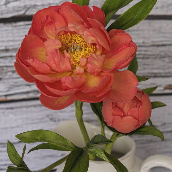 Porcelain realistic peony