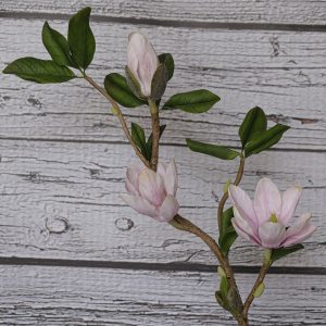 Blossoming magnolia