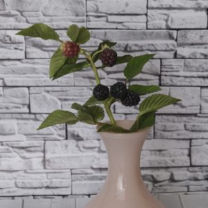 branch of blackberry
