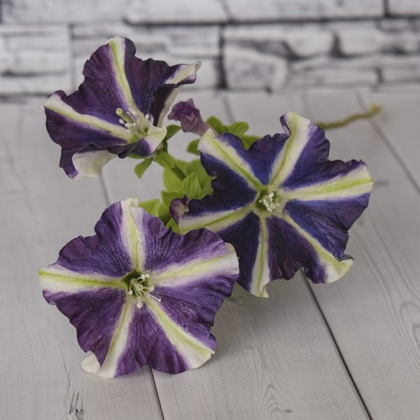 Purple white petunia