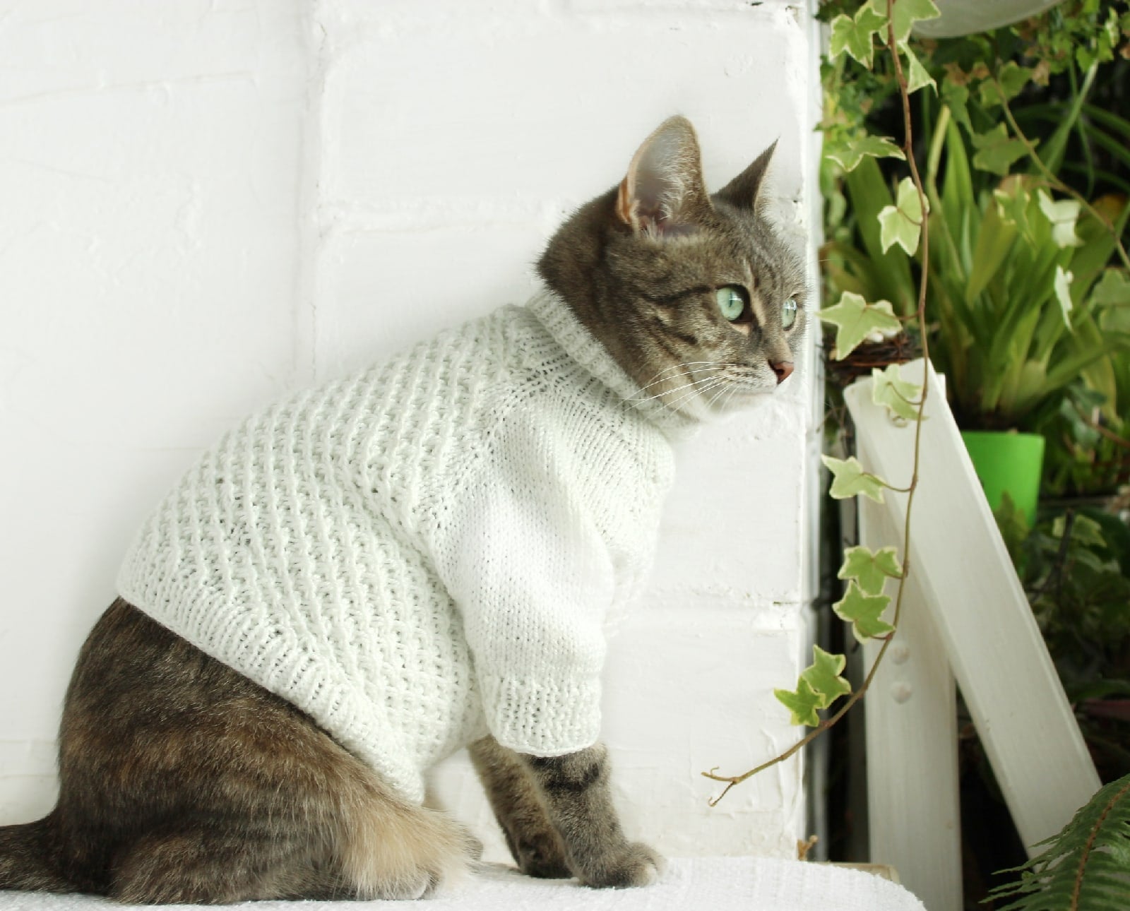 Cat sweater, cat clothes, sphinx sweater, gift lovers cat