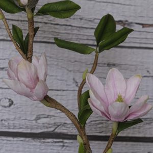 Blossoming magnolia
