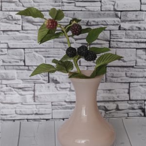 branch of blackberry