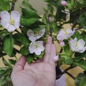 Apple blossom branch