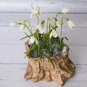 snowdrop