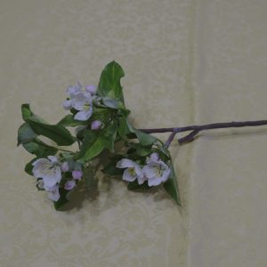 Apple blossom branch