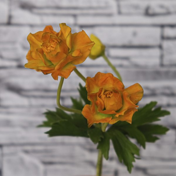 cold porcelain trollflower
