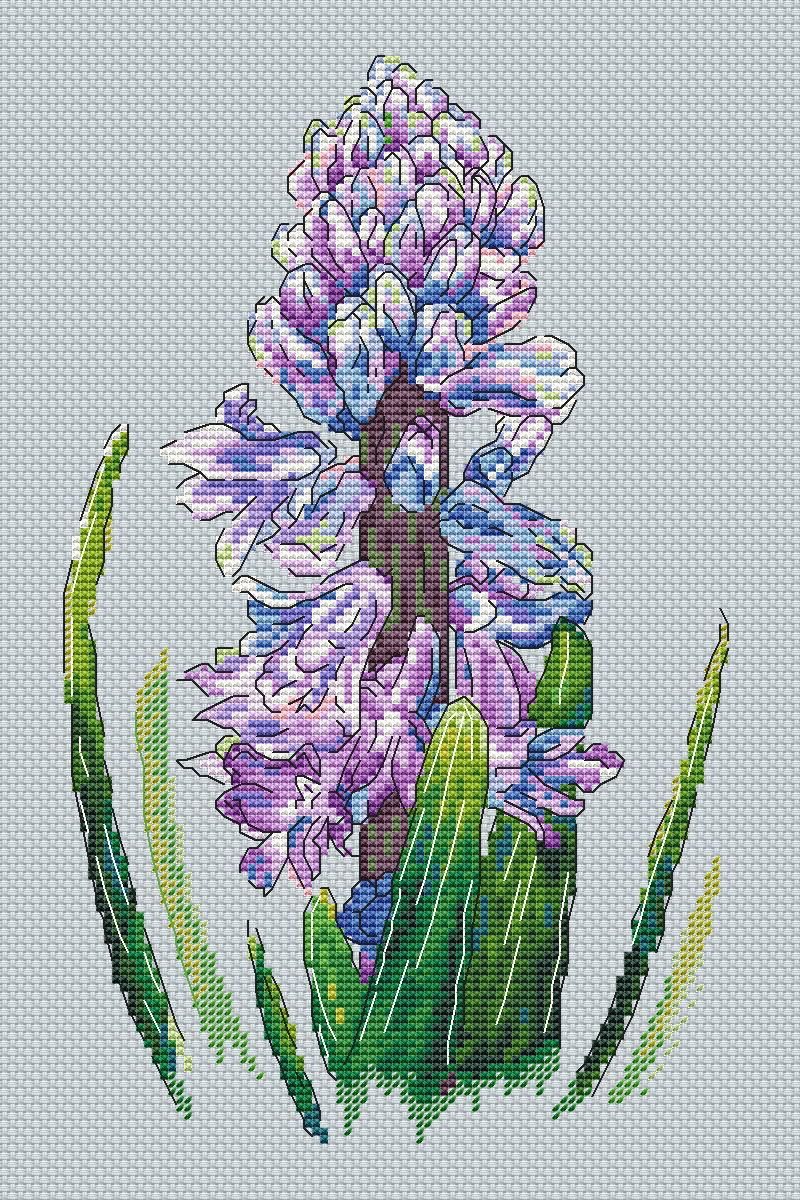 Hyacinth3