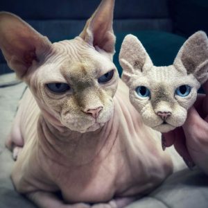 Woolen Sphynx cat brooch. Custom pet portrait from photo
