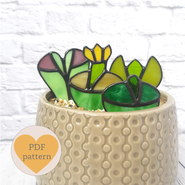 Stained glass lithops mix succulents set