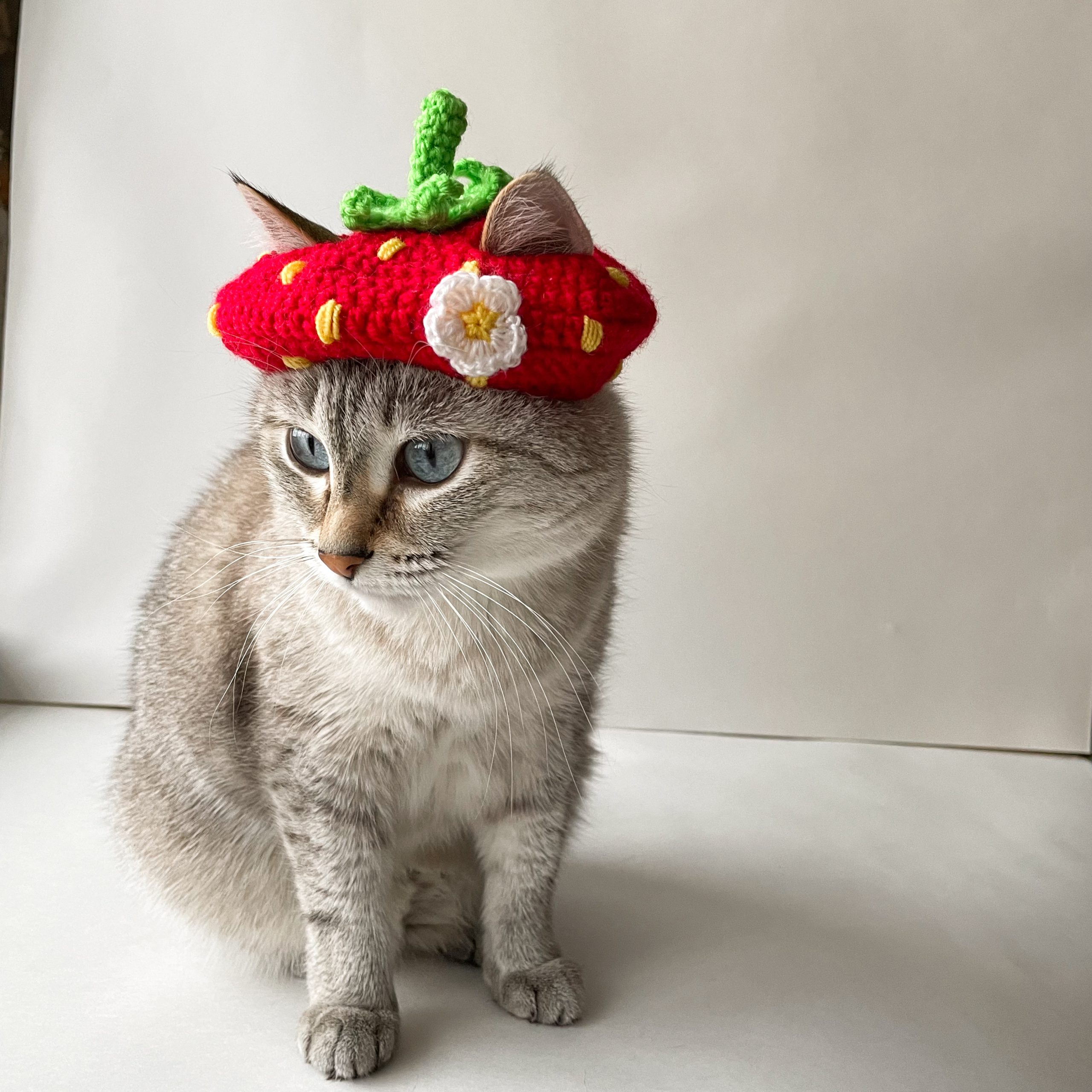 Strawberry cat hat Crochet hat for cat Easy pattern
