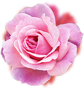 flower2 flower2