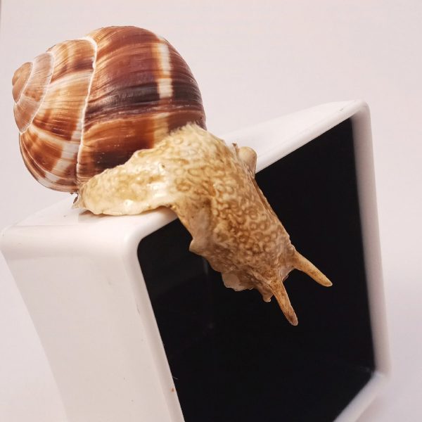 Snail clay figure