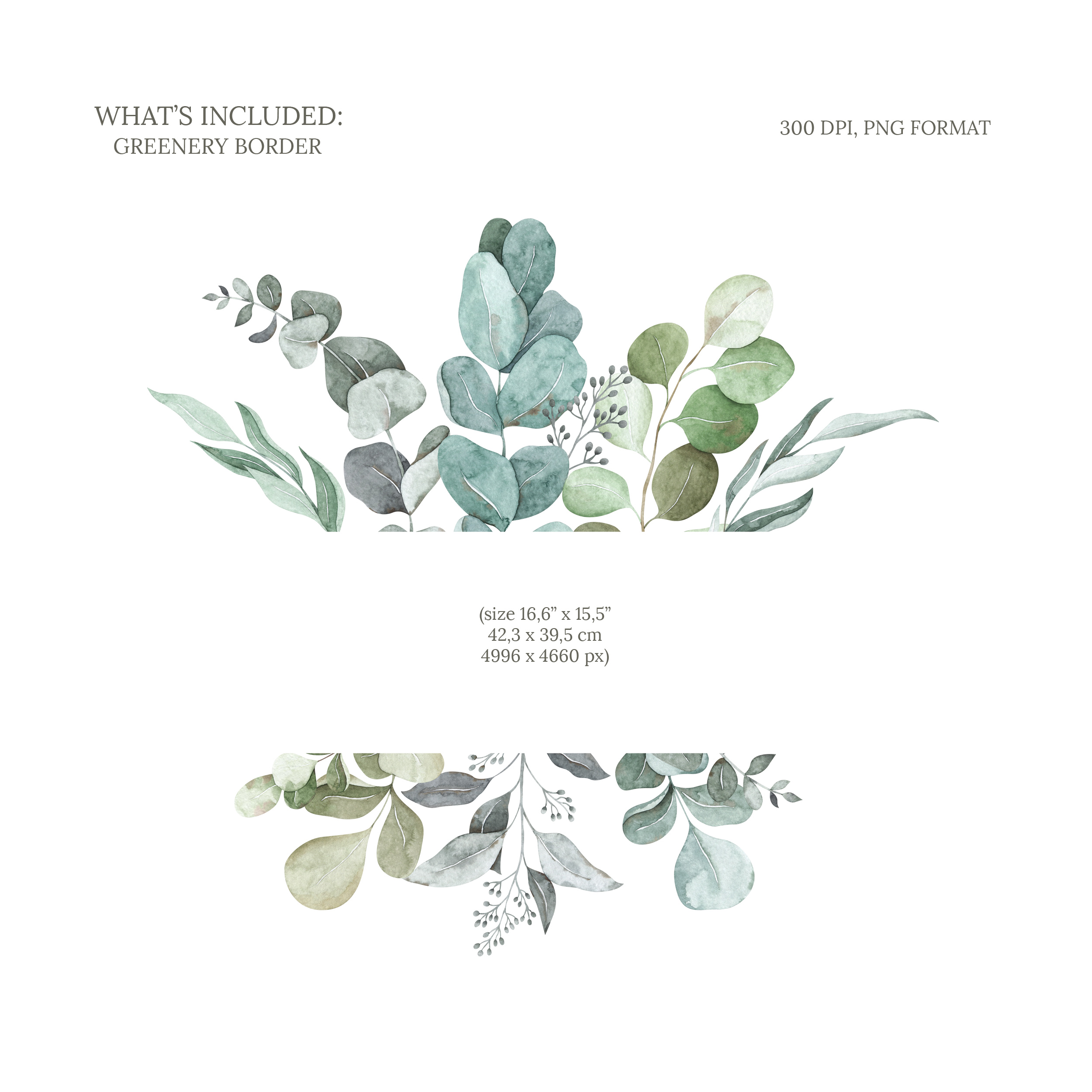 Eucalyptus border clipart. Floral leaf frame clip art 2 Eucalyptus border clipart. Floral leaf frame clip art - Image 2