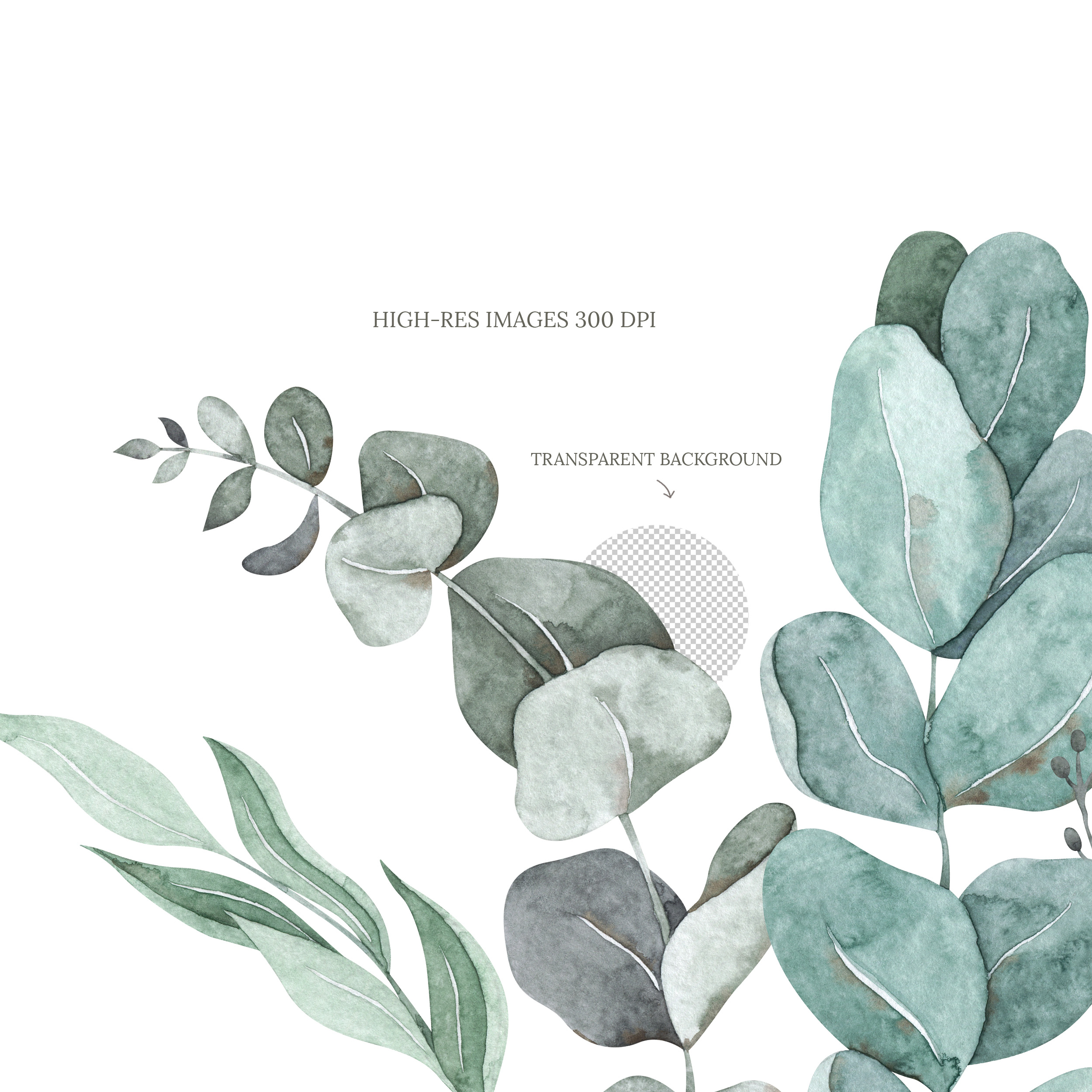 Eucalyptus border clipart. Floral leaf frame clip art 3 Eucalyptus border clipart. Floral leaf frame clip art - Image 3