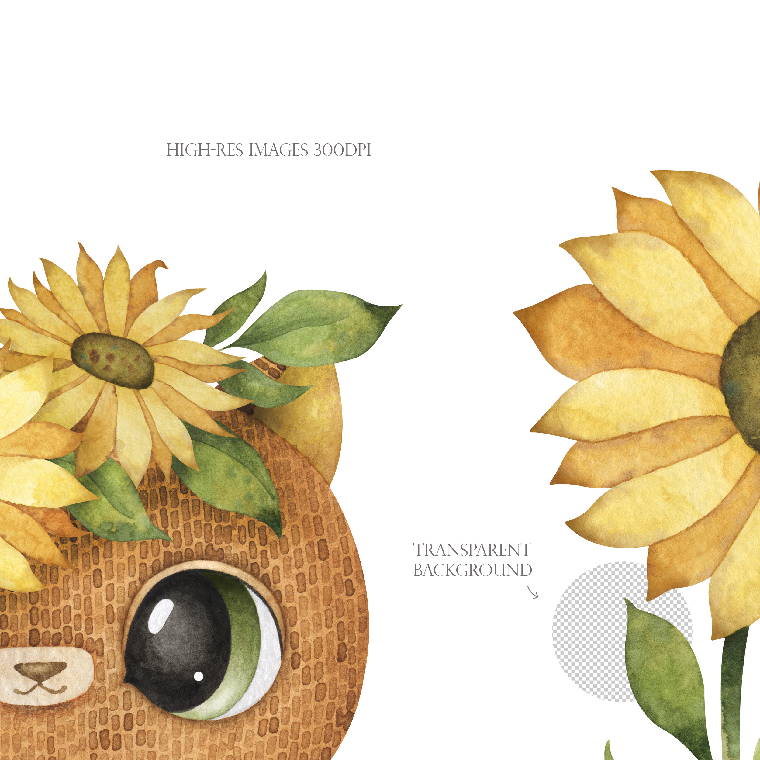 Sunflower arrangements with cat. Cute kitten and flowers clip art 4 Sunflower arrangements with cat. Cute kitten and flowers clip art - Image 4