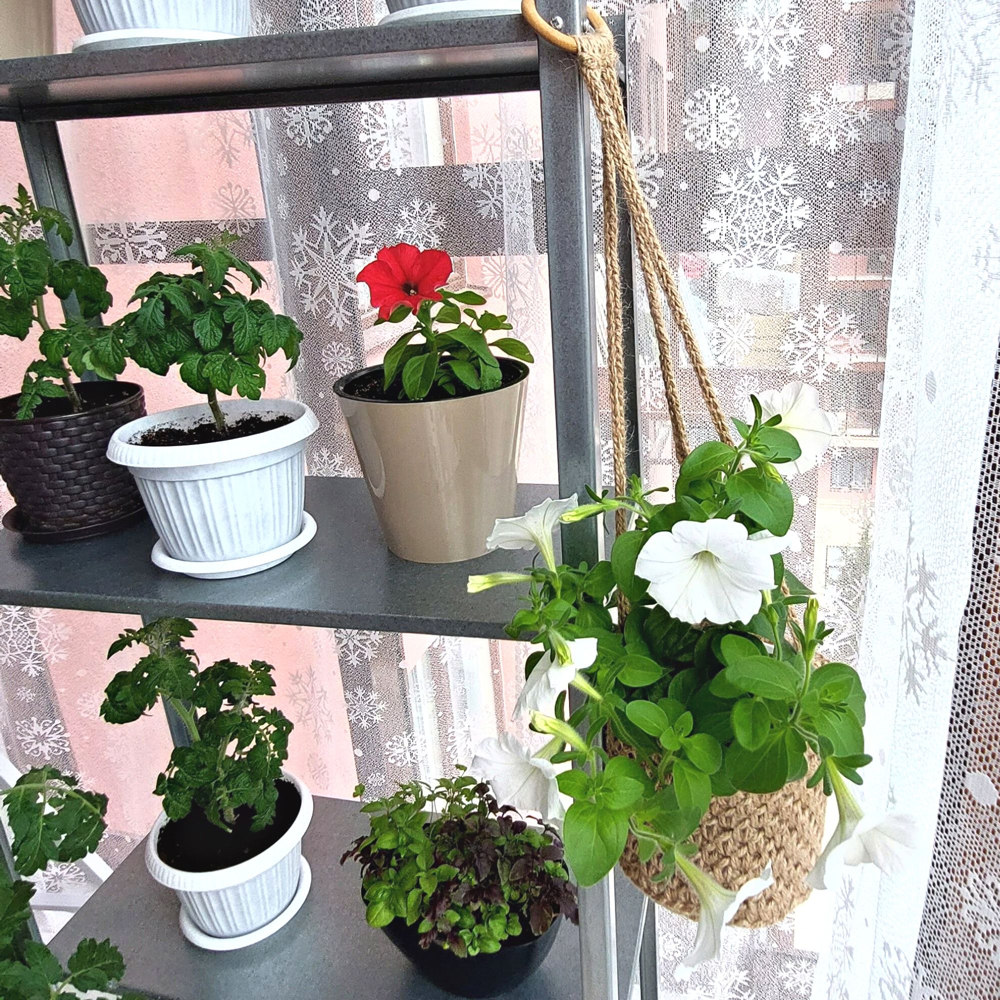 Wall plant hanger Garden and room decoration 6 plant hanger