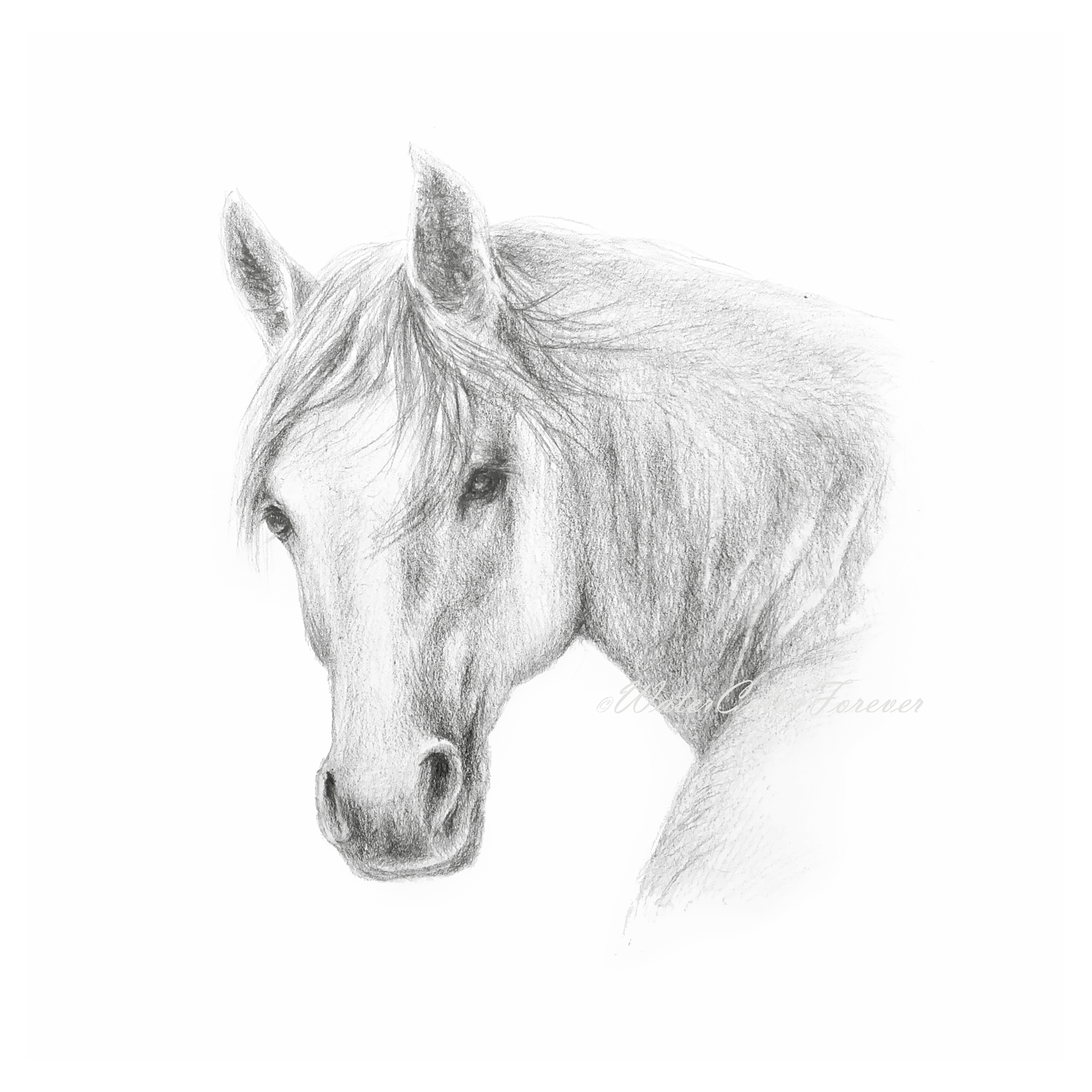 horse pencil drawing