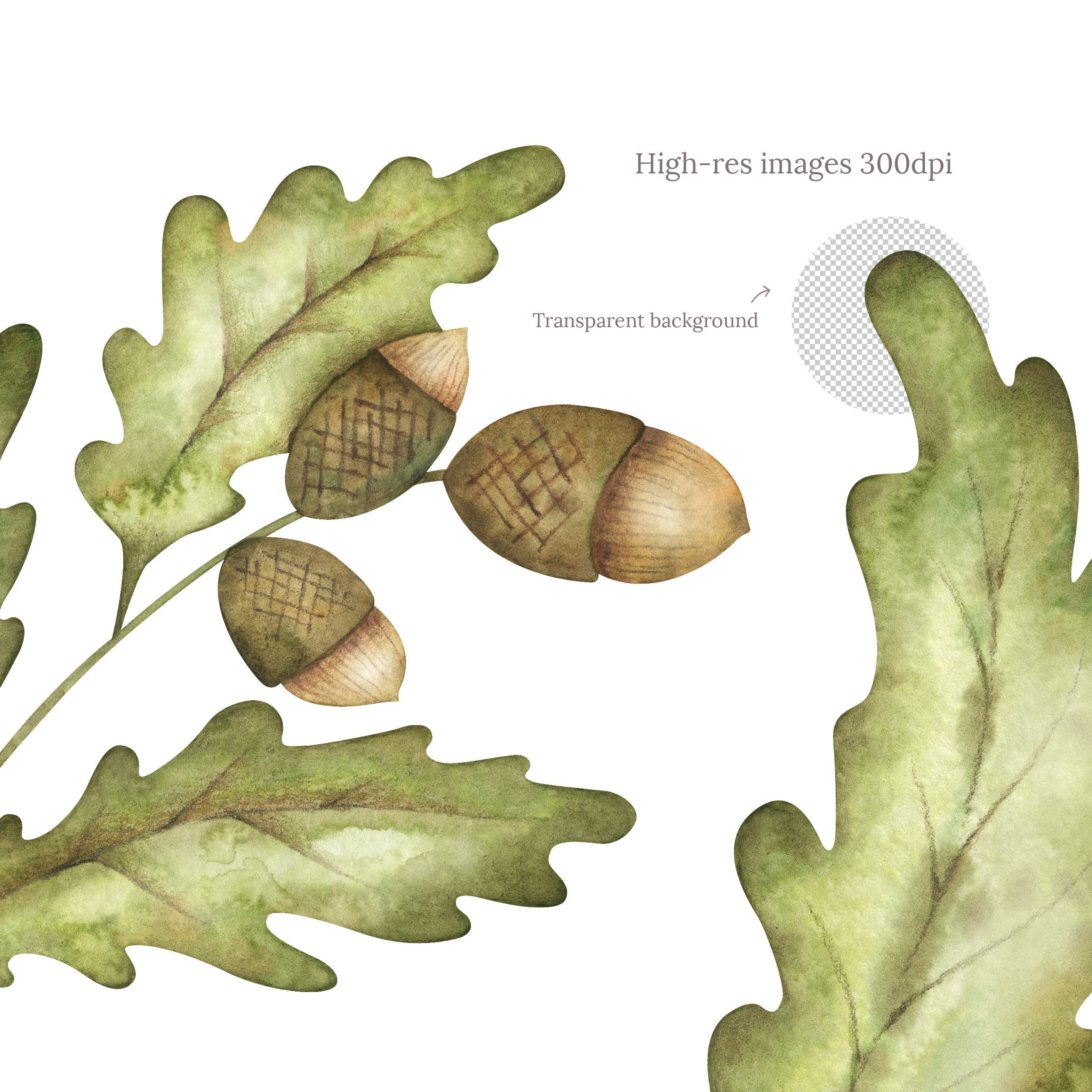 Watercolor acorn clipart. Oak leaves, seamless patterns 5 Watercolor acorn clipart. Oak leaves, seamless patterns - Image 5