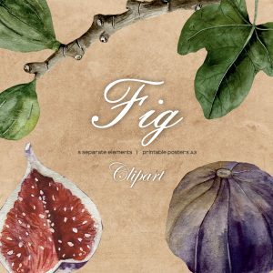 Watercolor Fig Clipart, Fig Studies branch, fig, seeds, leaf