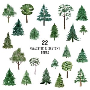 Watercolor 22 PNG tree illustration. Realistics and sketch