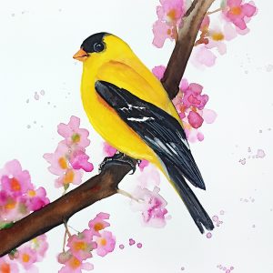 American Siskin original watercolor bird painting 8×11 inches art by Anne Gorywine