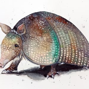Nine-banded armadillo 8×11 inch watercolor original painting by Anne Gorywine
