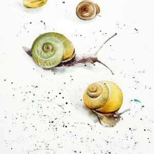 Home 496 snails watercolor painting