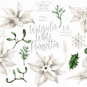Watercolor christmas clipart. White poinsettia. Winter flowers