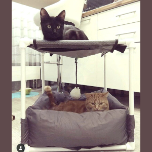 Bunk pet hammock Great pet hammock