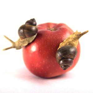 Snail brooch