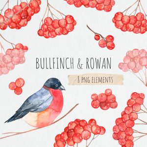 Watercolor Bullfinch and Rowan Clipart.Christmas Clipart.Winter Red Berry Illustration PNG