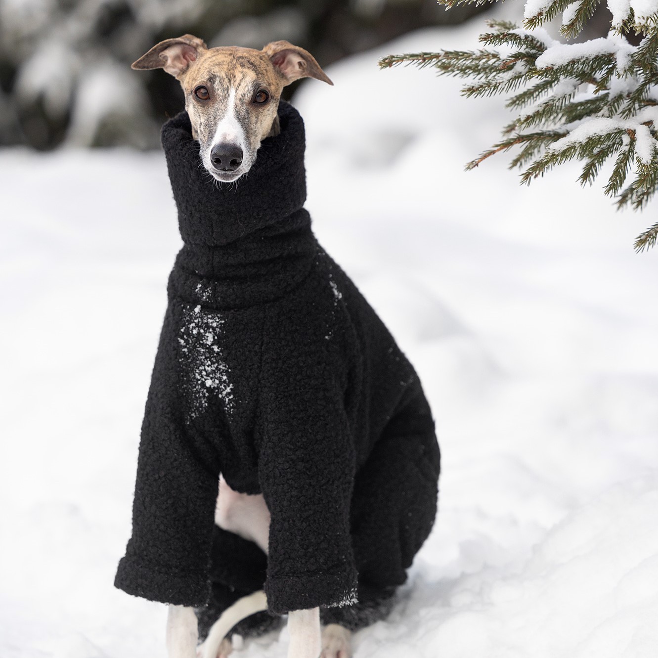 whippet fur coat