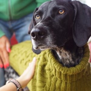 clothes_for_dog
