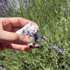 Teddy Bear Miniature Toy Crochet