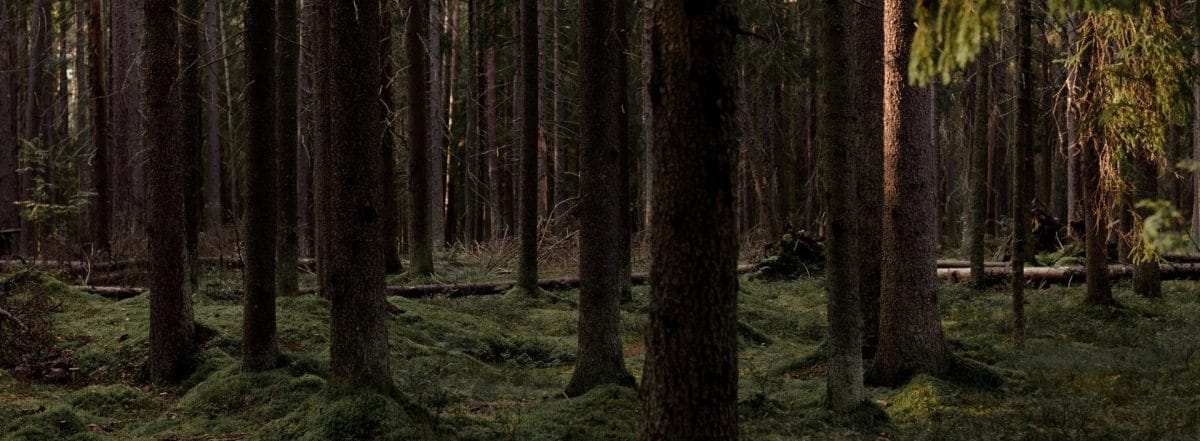 cropped img 3797