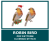Brick stitch robin bird bead pattern