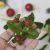 Handmade red berry branch of cold porcelain Greenery decoration
