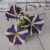 Purple white petunia with stems arrangements in vase