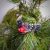 Bullfinch clip-on Christmas tree toy