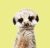 Cute meerkat digital portrait