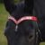 Red leather browband for horses draft pony.Handmade Brow band