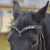 Black leather browband for horses draft pony. Handmade Brow band