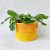 Decorative plant pot covers – Flower pot cover ideas 3 sizes