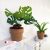 Monstera flowers potted plant felt pattern, simple home decoration