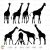 Giraffe Svg Silhouette Cricut files Stencil Clipart Png