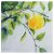 Lemon tree painting, Original soft pastels fine art 30×30 cm