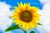 Healthy eating concept with sunflower over blue sky. Photo. Digital Download.